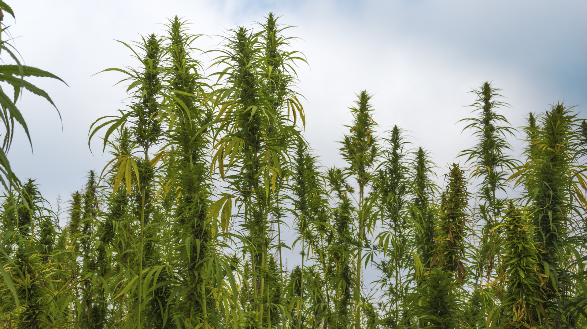 Dreamstime M 119947644 21177341 615b529be83a2