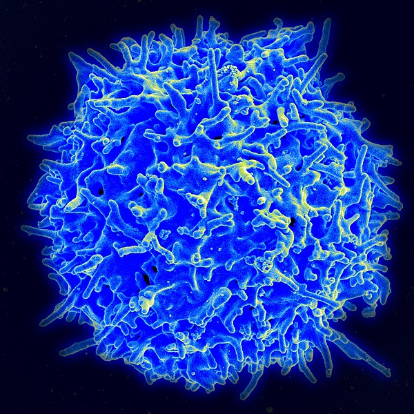 Healthy Human T Cell 6230becfa32be