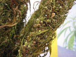 Hemp 621e2f0260abe Hemp 621e2f0260abe