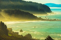 The California redwood coast. The California redwood coast.