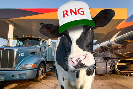 Rng Cow 63adac690781f