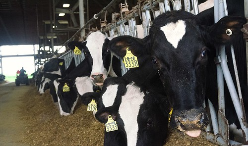 Cattle From Usda 63b826fd3fdb8