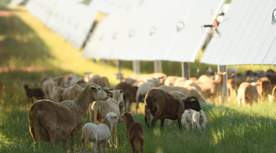 Solar Farm Project Captured On Silicon Ranch S Website 6425aa688171f