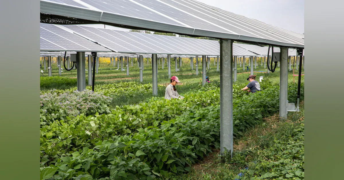 Iowa State University Inaugurates 1 8M Agrivoltaics Solar Array iowa-state-university-inaugurates-1-8m-agrivoltaics-solar-array