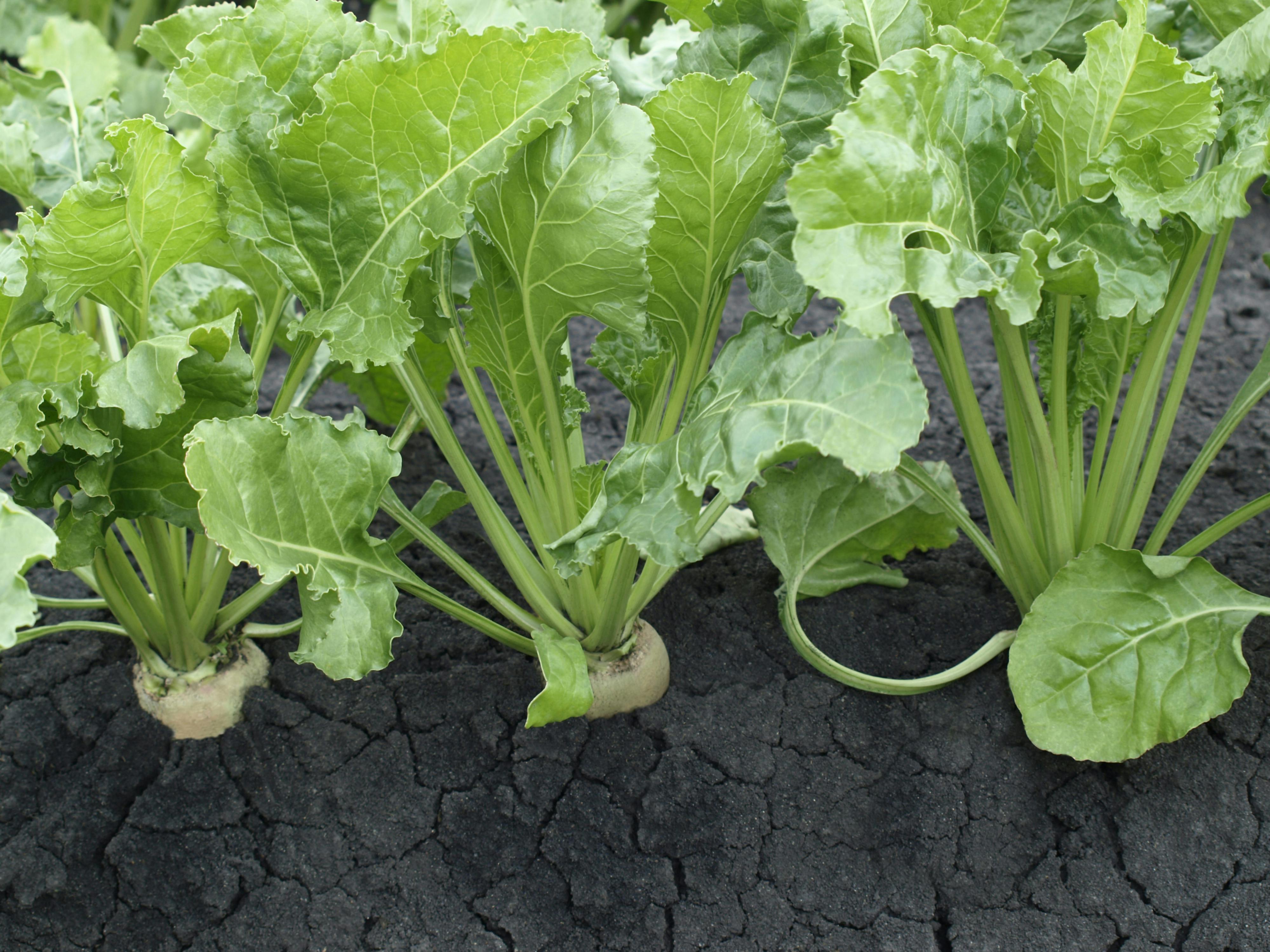 65aabe81746203001eaef9f6 Photo 36823618 Jita Dreamstime Com