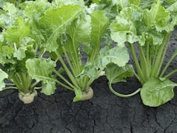 65aabe81746203001eaef9f6 Photo 36823618 Jita Dreamstime Com 65aabe81746203001eaef9f6 Photo 36823618 Jita Dreamstime Com