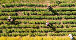 65f3157301e86d001eb09976 Banyan Botanicals 65f3157301e86d001eb09976 Banyan Botanicals