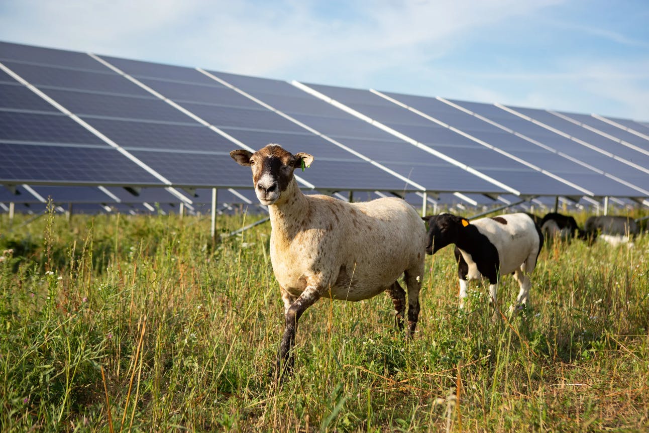 667b21b801b5bcc144e2a363 American Solar Grazing Association
