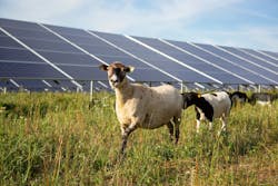 667b21b801b5bcc144e2a363 American Solar Grazing Association 667b21b801b5bcc144e2a363 American Solar Grazing Association