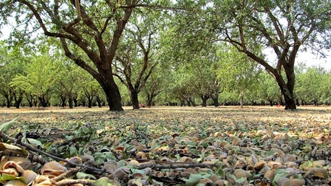 Almonds after being shaken from trees. Image credit Blue Diamond Growers