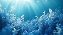 679cf7e4524aed131cb7c7fd Dreamstime Seaweed 679cf7e4524aed131cb7c7fd Dreamstime Seaweed