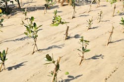 6809094f3f70938d01677f85 Reforestation Dreamstime 6809094f3f70938d01677f85 Reforestation Dreamstime