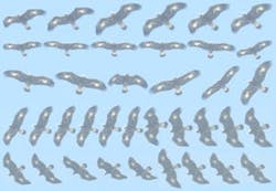 golden_eagle_image_credit_boulder golden_eagle_image_credit_boulder