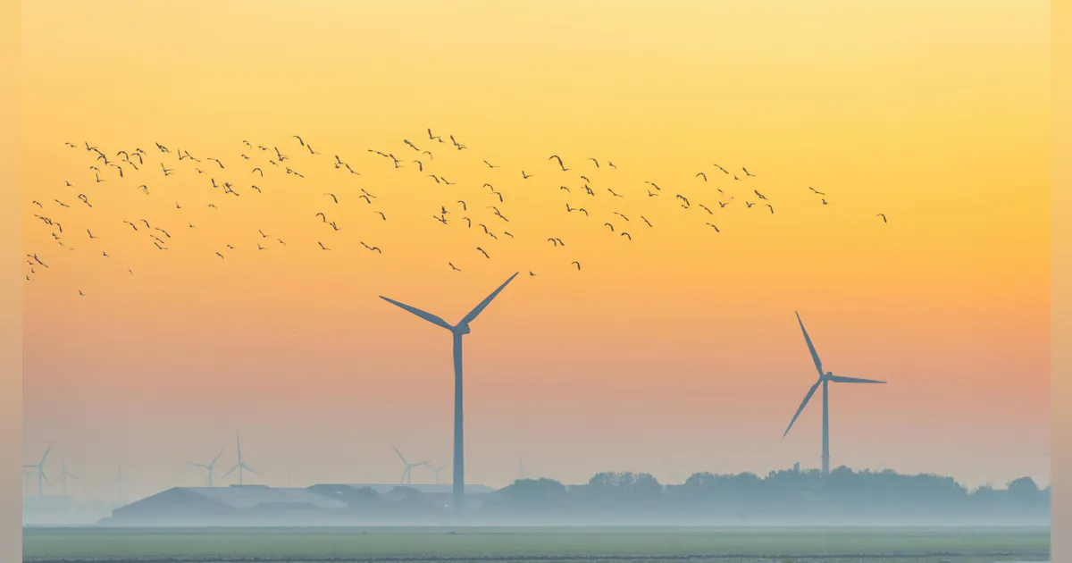 Wind Calling Predators Bird Call: Wind Power Trying Innovations to Protect Winged Creatures ...
