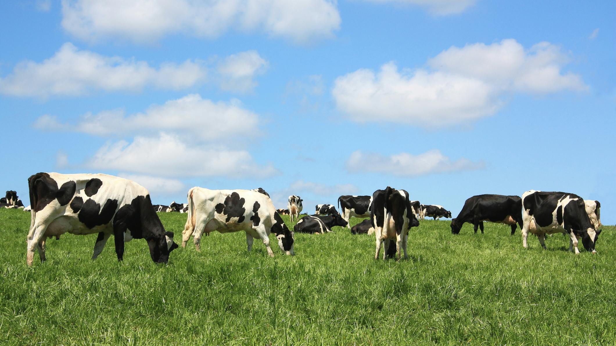 dairy cows in field
