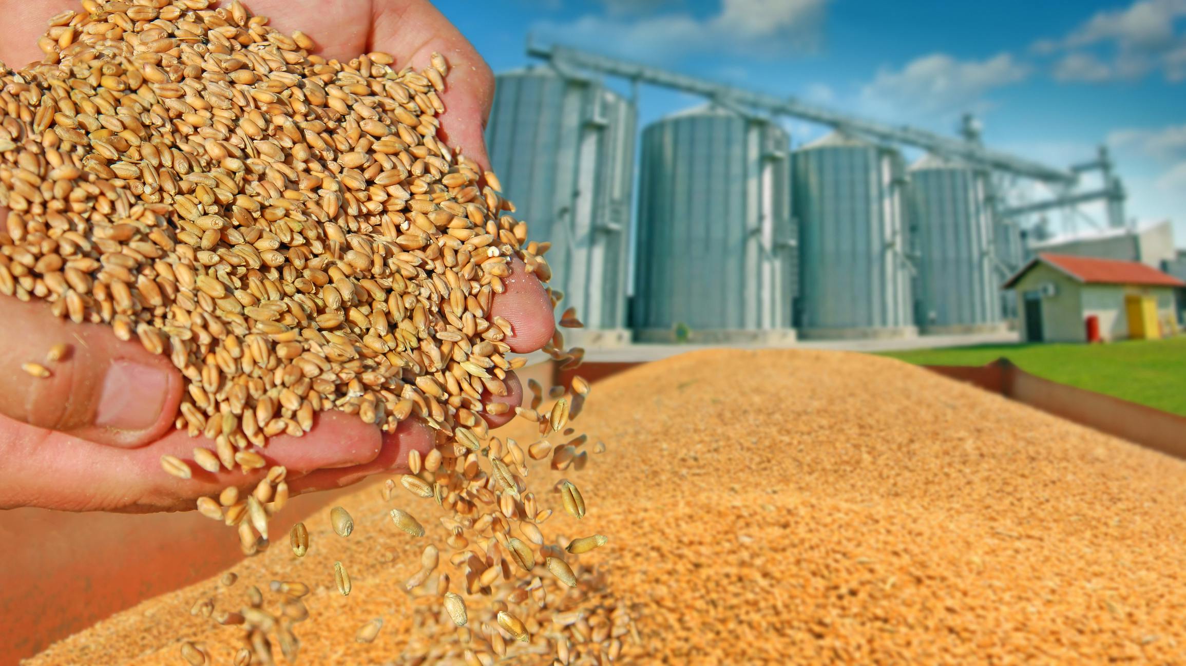 69de81ef9799ebe02aaeb63d Wheat Dreamstime