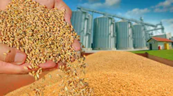 69de81ef9799ebe02aaeb63d Wheat Dreamstime 69de81ef9799ebe02aaeb63d Wheat Dreamstime