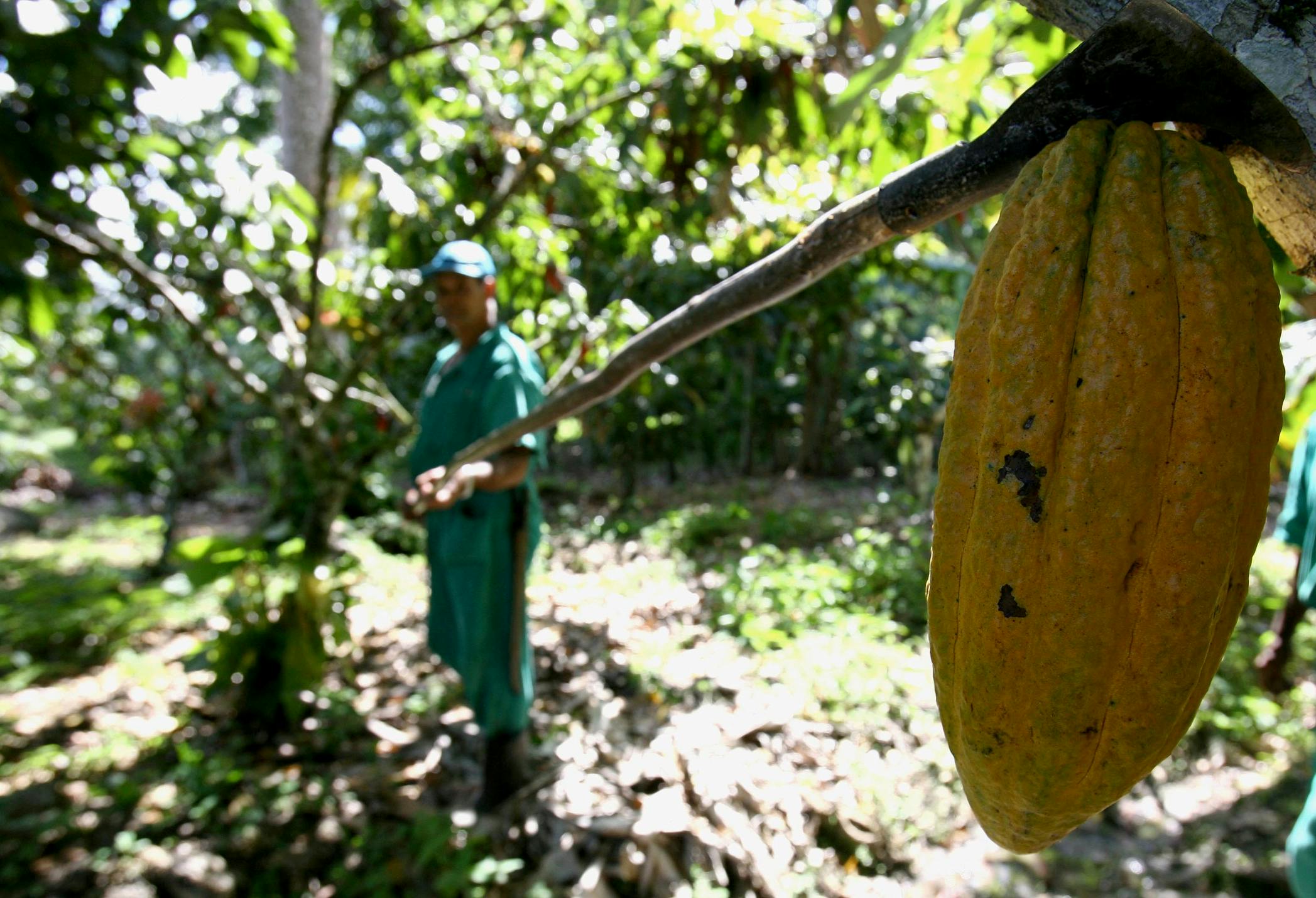 Cocoa harvest work in Brazil. Image credit ID 218092515 &copy; Joa Souza| Dreamstime.com