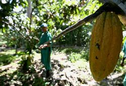 Cocoa harvest work in Brazil. Image credit ID 218092515 © Joa Souza| Dreamstime.com Cocoa harvest work in Brazil. Image credit ID 218092515 © Joa Souza| Dreamstime.com