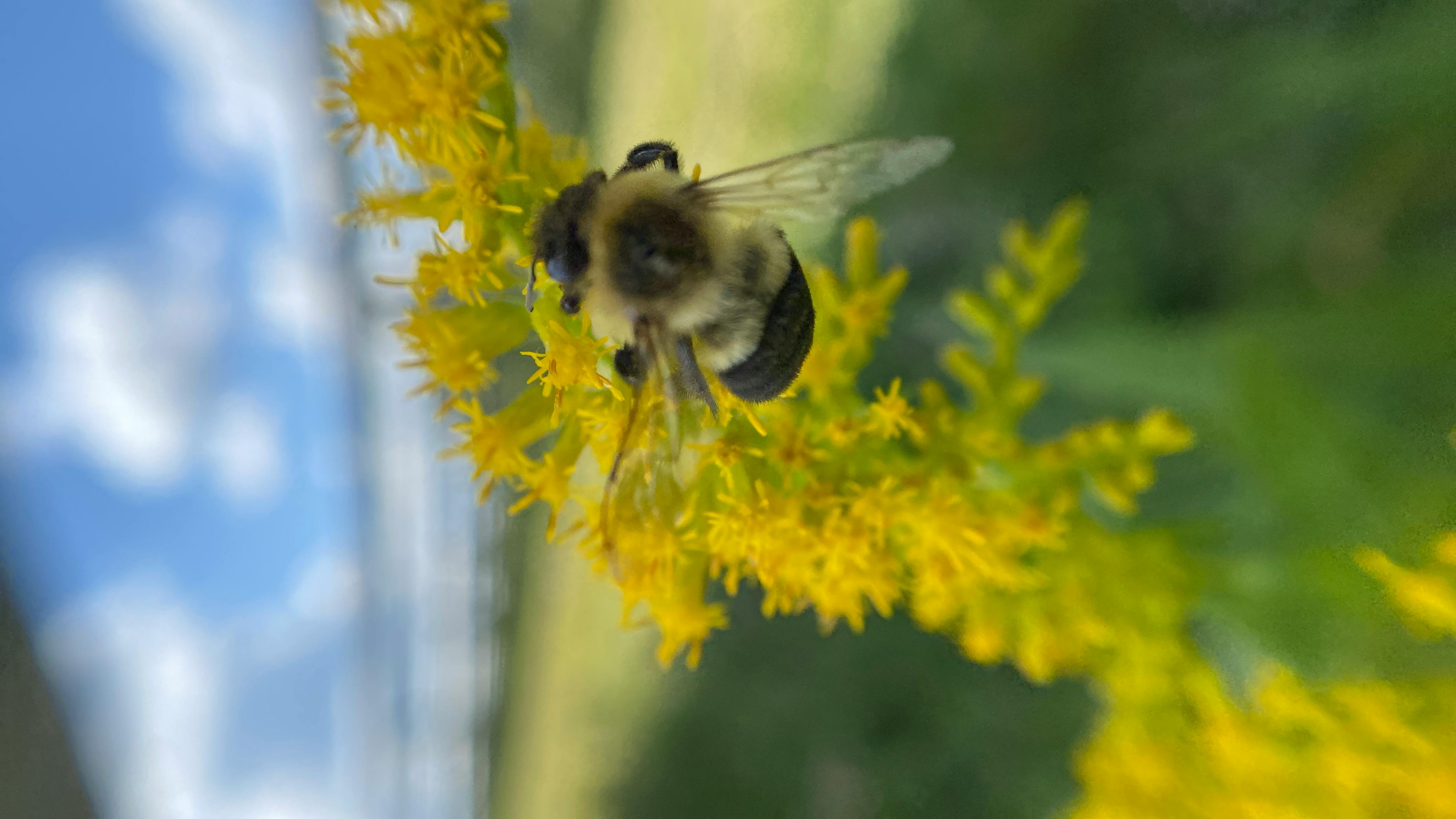 Bee under solar module shade | Image credit HiveTracks