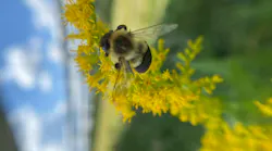 Bee under solar module shade | Image credit HiveTracks Bee under solar module shade | Image credit HiveTracks