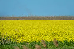 Yellow fields of rapeseed colza, also known as winter rapeseed or canola.